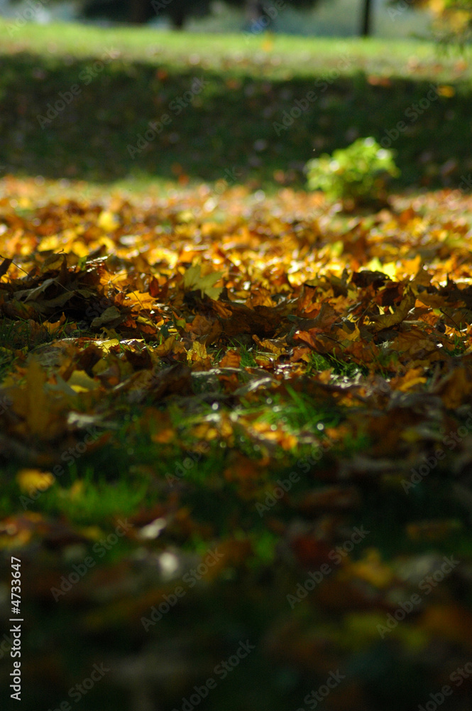 Autumn park Autumn park