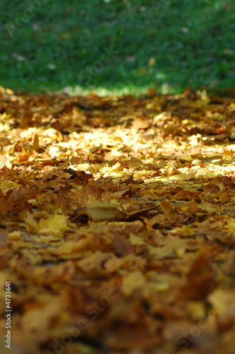 Yellow leaves under the sun