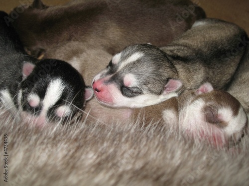 New born husky puppies © roxxyphotos