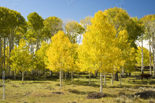 Boulder Mountain 1
