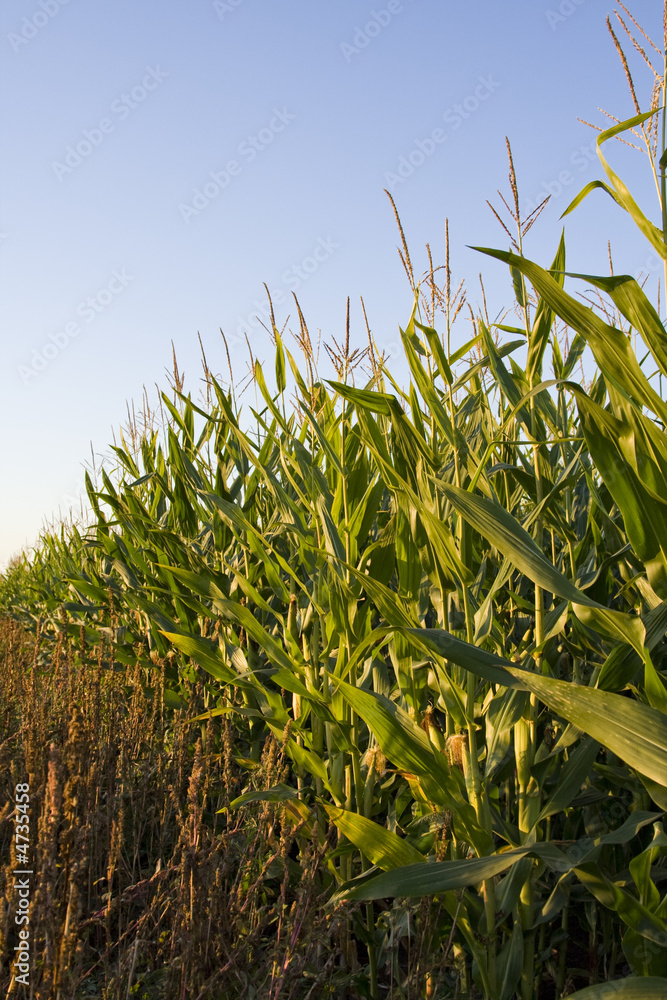 Naklejka premium Corn field