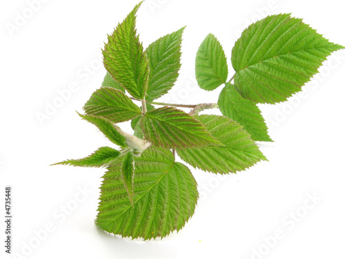raspberry