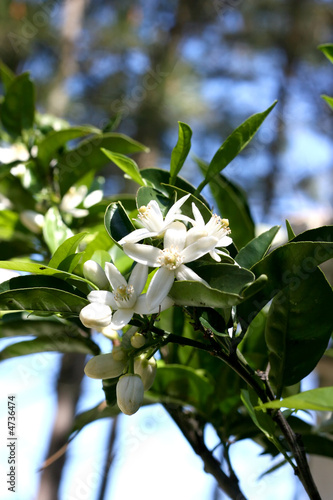 Orangenblüte