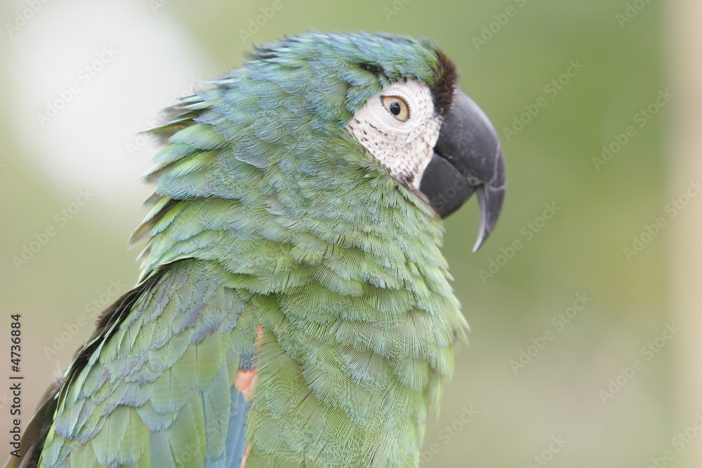 Obraz premium FLORIDA GREEN PAROT