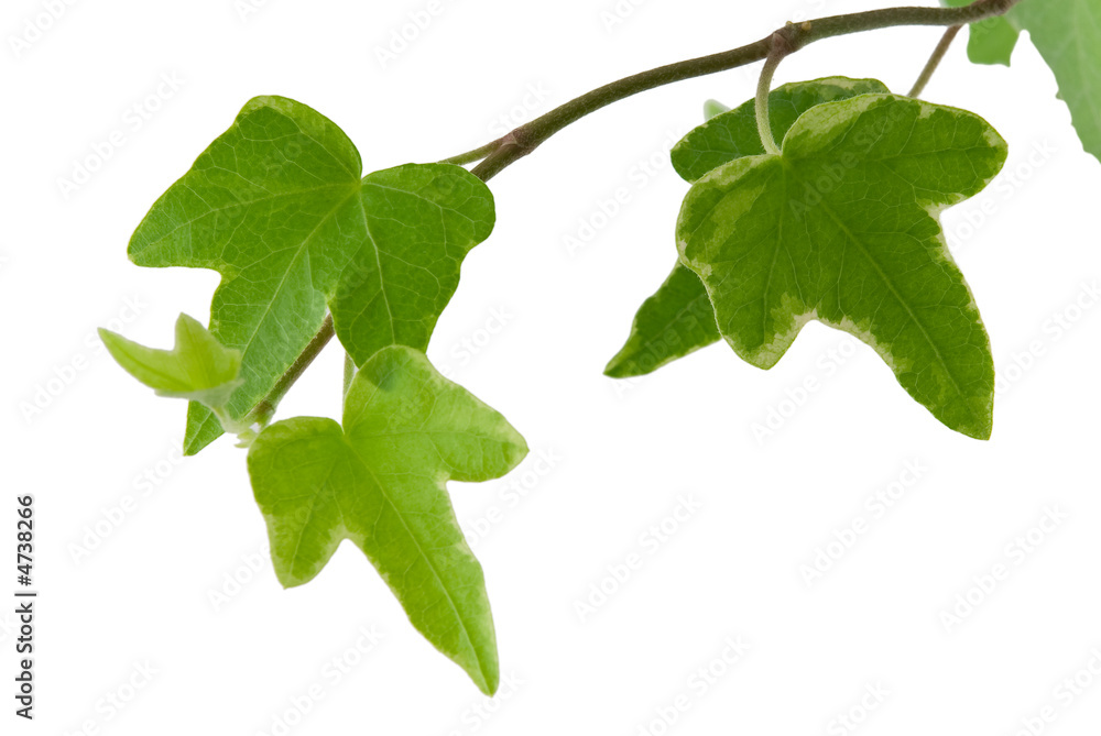 Fototapeta premium Hedera