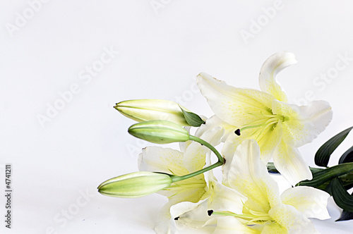 Fototapeta Naklejka Na Ścianę i Meble -  white flower 