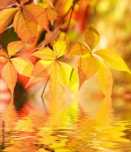 Autumn leaves in rendered water #4741286