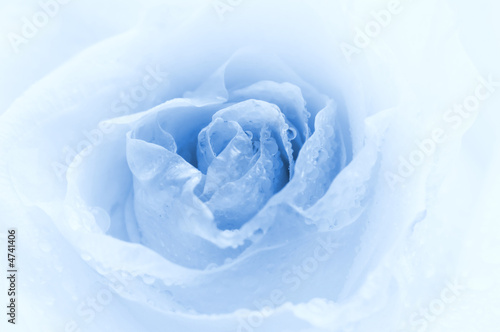 Close-up shot of a rose bud with water drops on petals (toned in