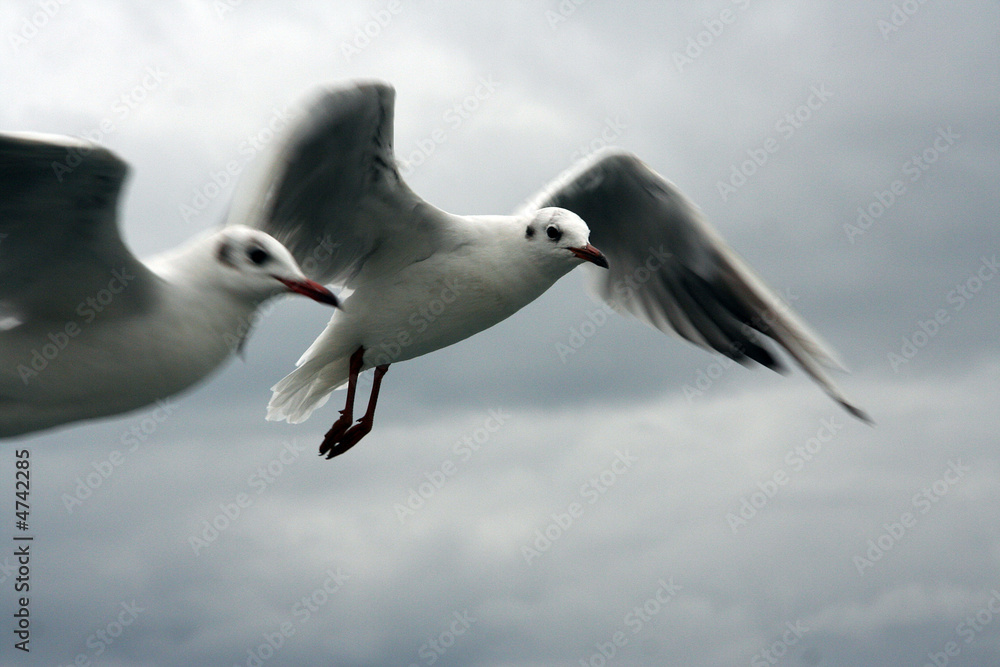 Fototapeta premium Seemöve
