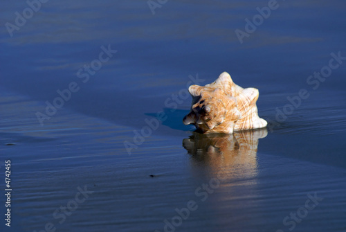 conch shell with blue sand background