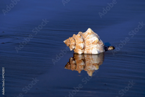 portrait of a conch shell