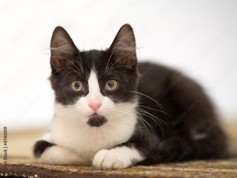 kitten lying on the carpet