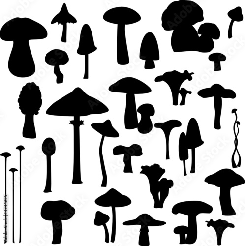 Mushroom collection