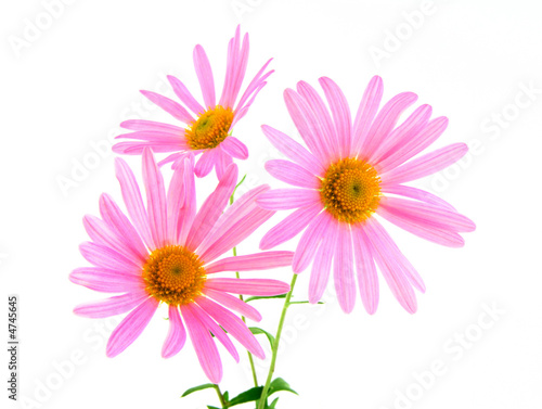 Beautiful pink gerbera daisies