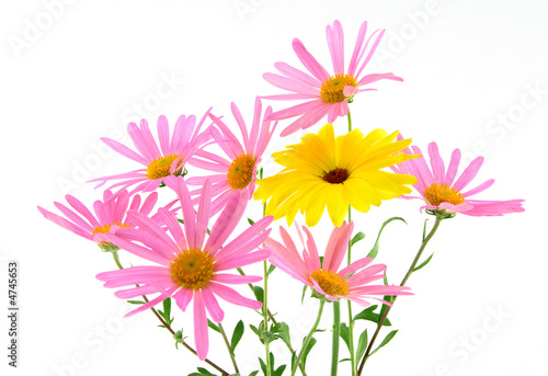 Beautiful pink and yellow flowers