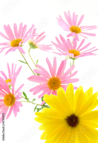 Yellow and pink gerbera daisies