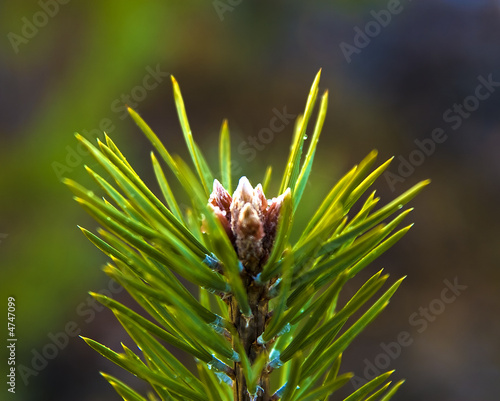 pine branch close-up photo