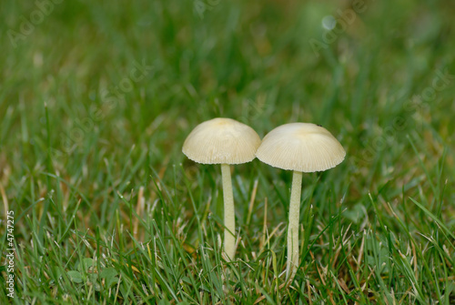mushroom couple