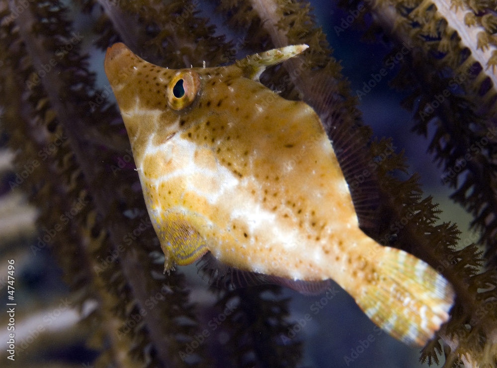 Fotografi Slender Filefish, Monacanthus tuckeri