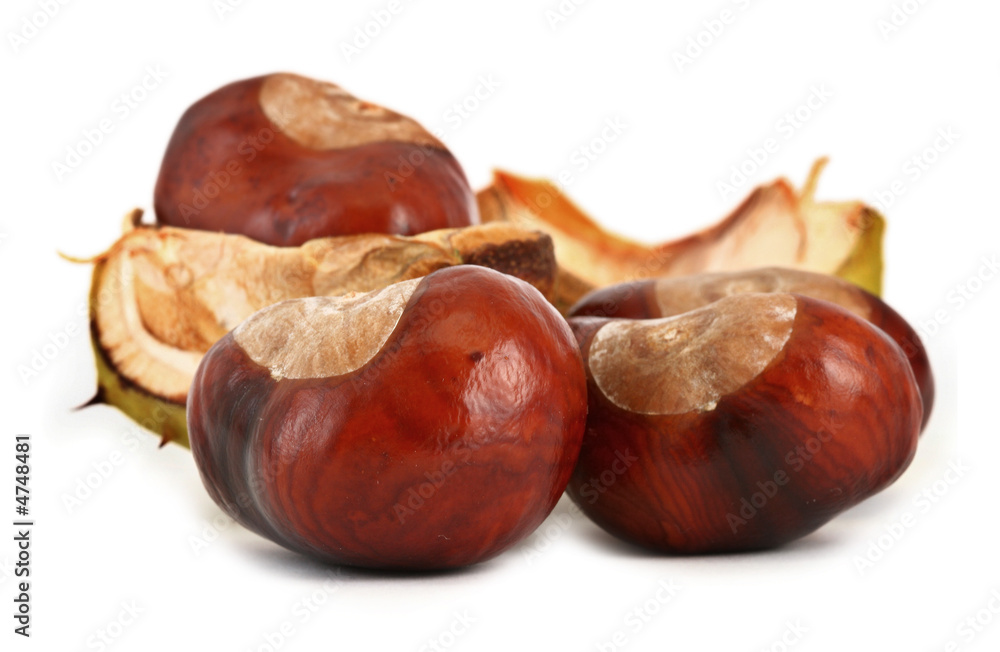 chestnuts on white #2 chestnuts on white #2