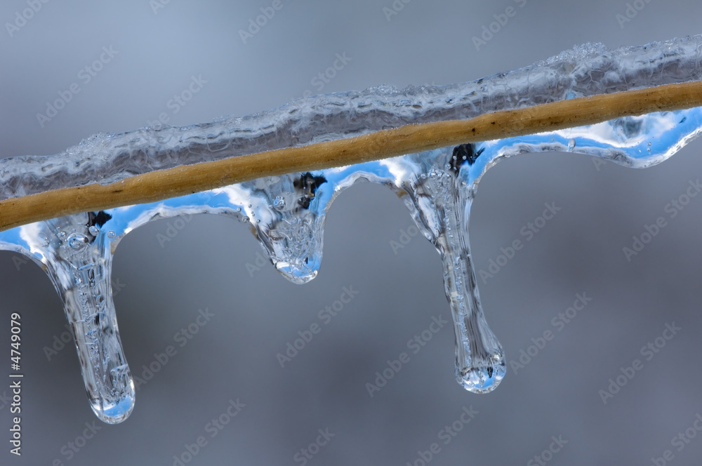 Icicles on Grass Stem Icicles on Grass Stem