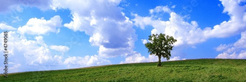 Albero solitario