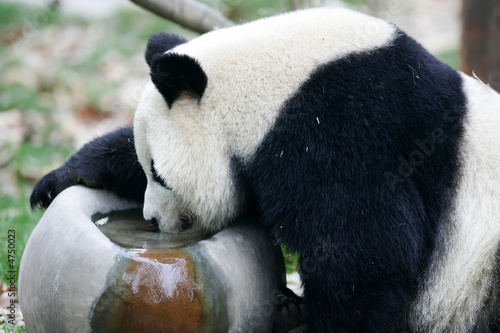 Fototapeta Naklejka Na Ścianę i Meble -  Giant Panda