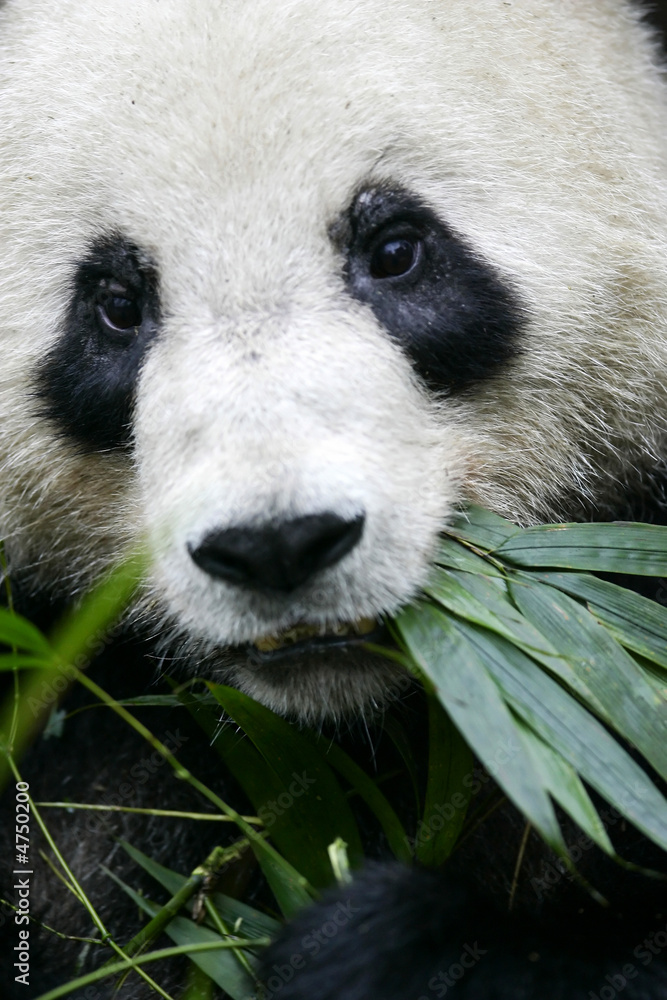 Fototapeta premium Giant Panda