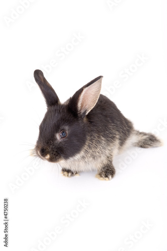 black and white bunny, isolated