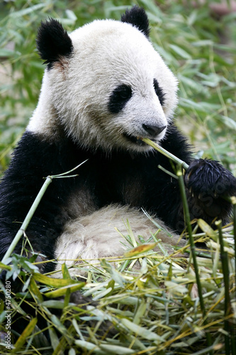 Fototapeta Naklejka Na Ścianę i Meble -  Giant Panda