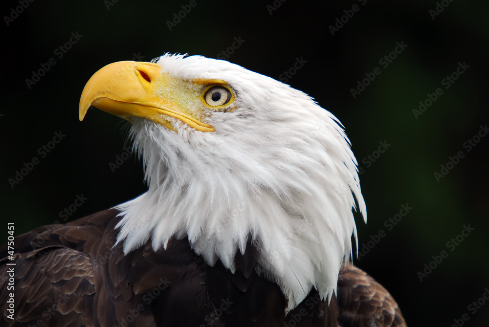 American Bald Eagle (Haliaeetus leucocephalus) American Bald Eagle (Haliaeetus leucocephalus)