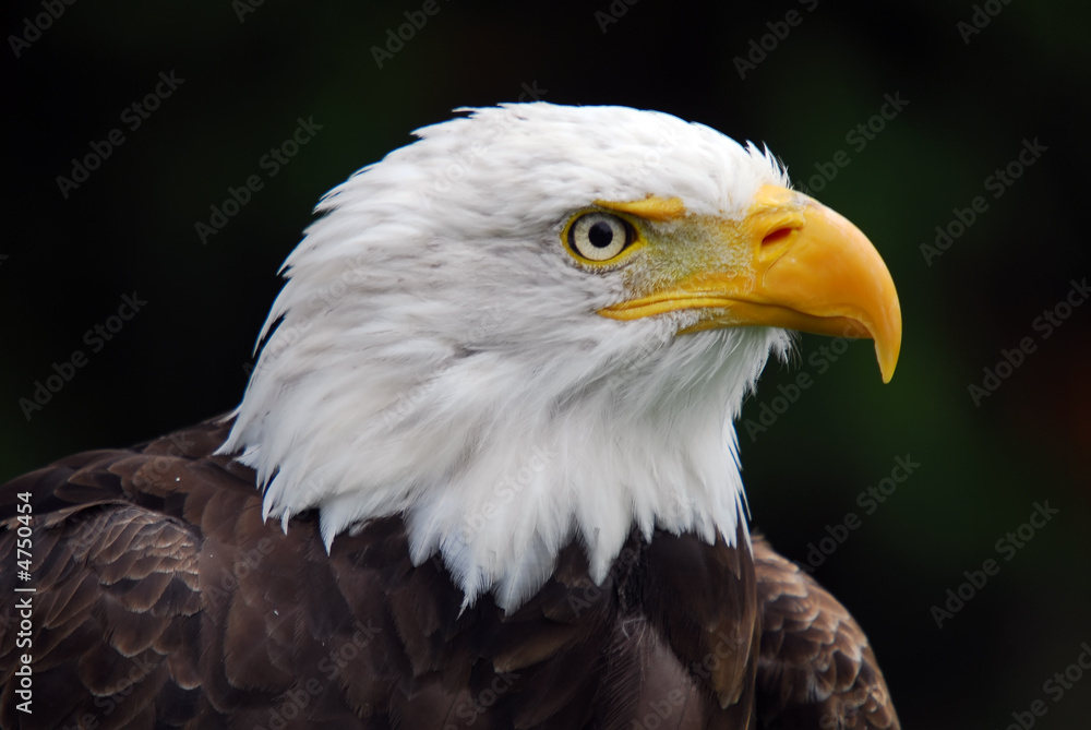 American Bald Eagle (Haliaeetus leucocephalus) American Bald Eagle (Haliaeetus leucocephalus)