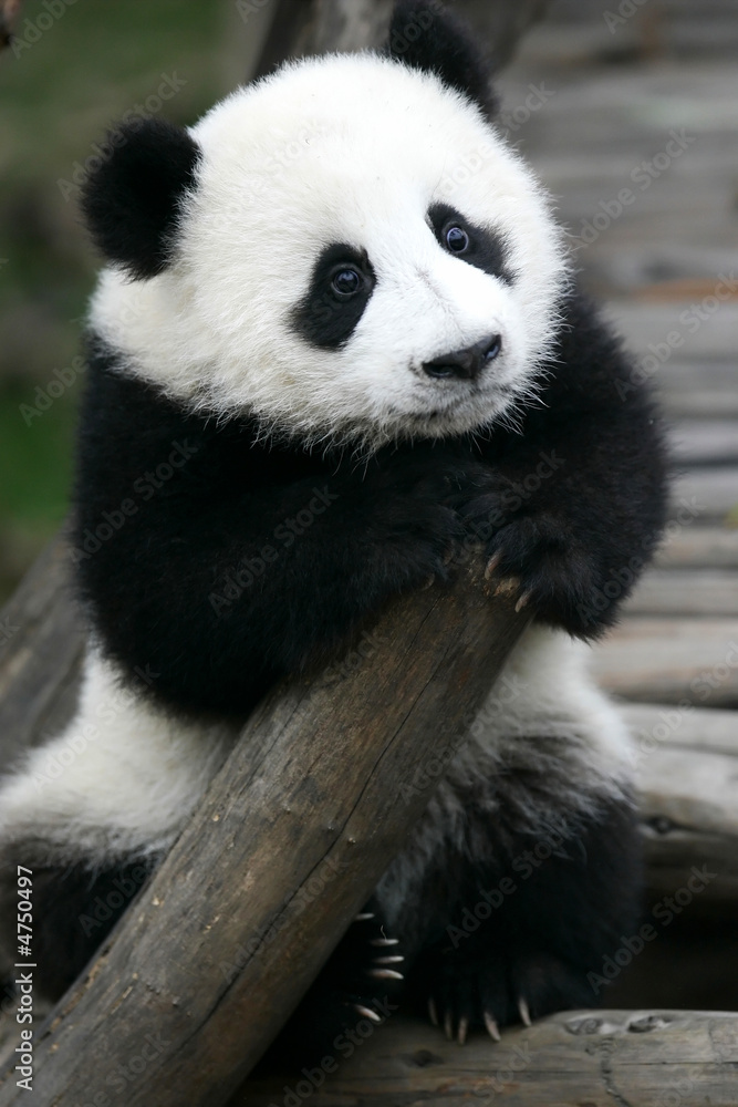 Giant Panda Giant Panda