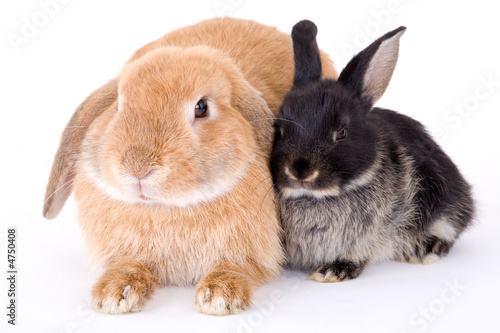 two bunny on a white background
