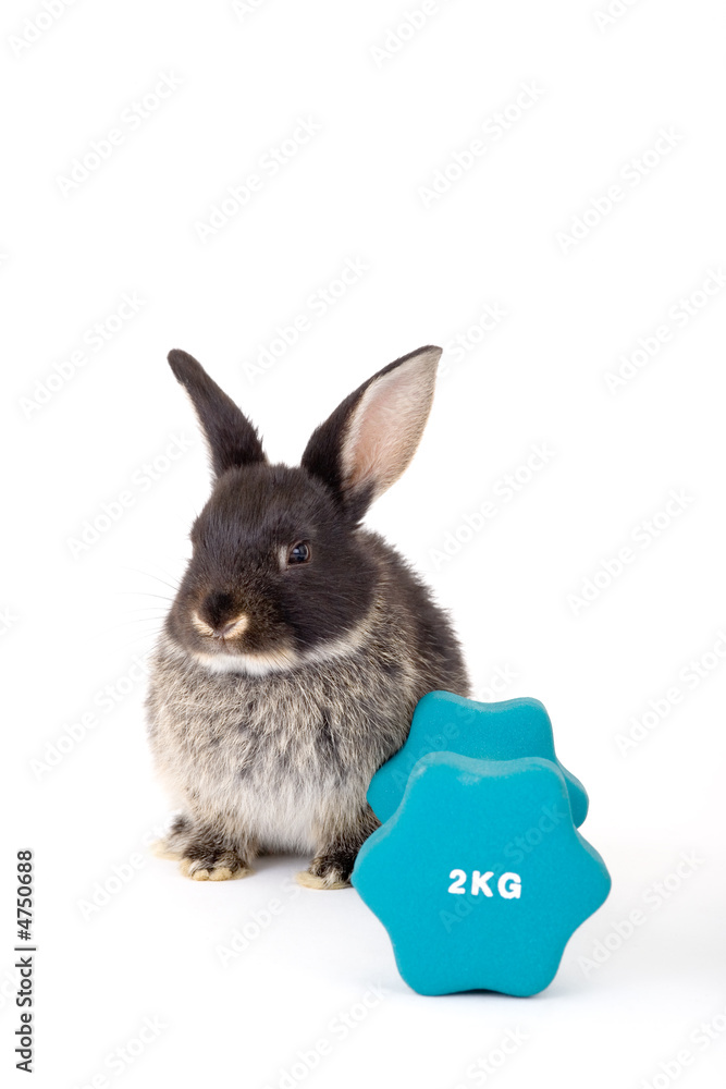 Obraz premium black bunny and a weight