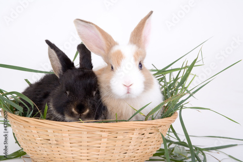 two bunny in a basket full off grass