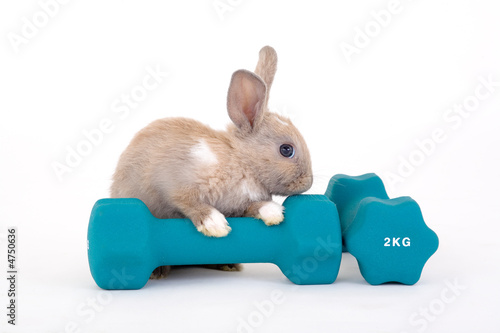 brown bunny and a weight