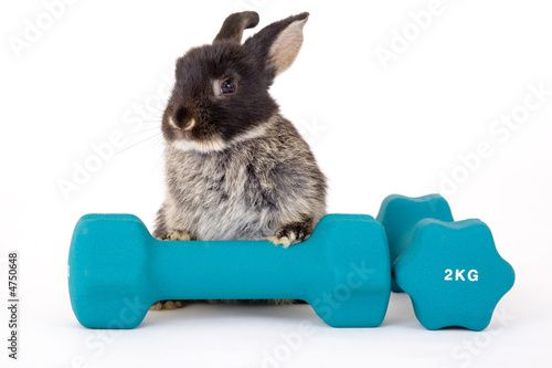black bunny and a weight