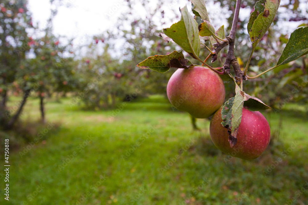 Apple orchard Apple orchard
