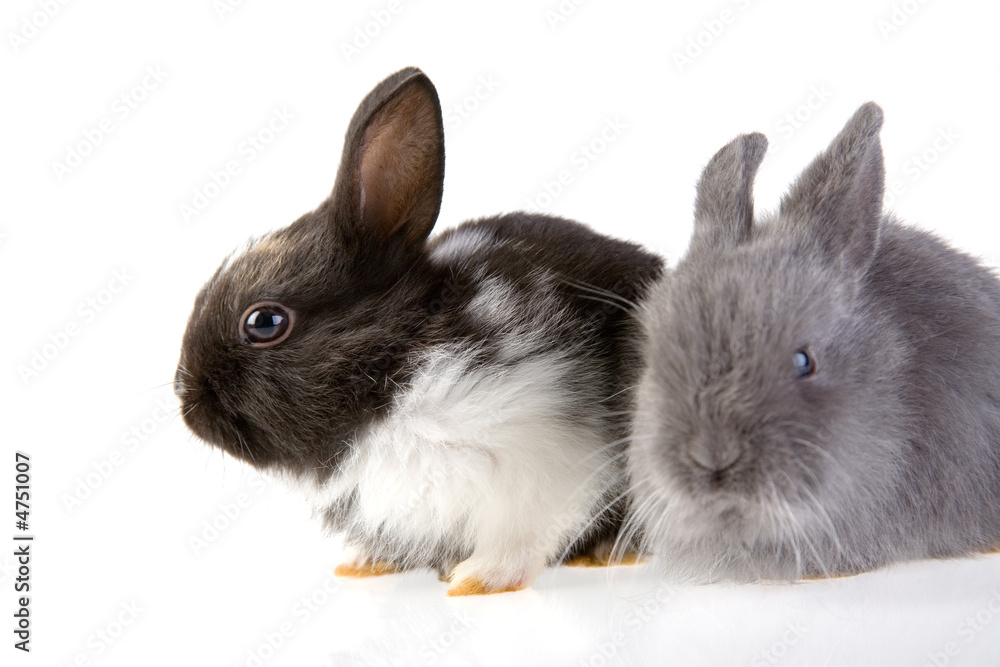 Obraz premium two bunny, focus on the black bunny