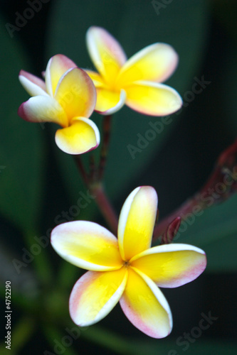 Frangipani photo