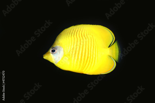 Yellow Butterflyfish Profile