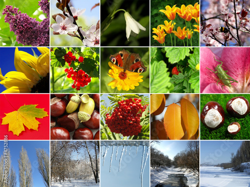 Fototapeta Naklejka Na Ścianę i Meble -  Four seasons