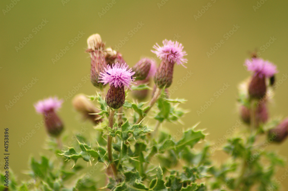 Purple Thistles