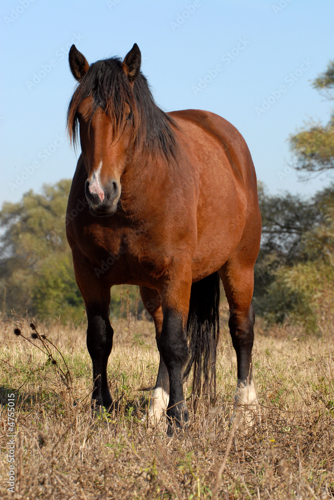Fototapeta premium cicha siła kolby