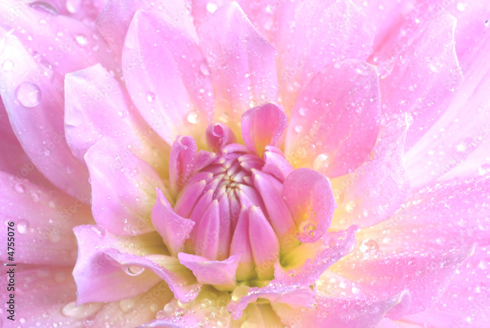 Fototapeta premium pink flower