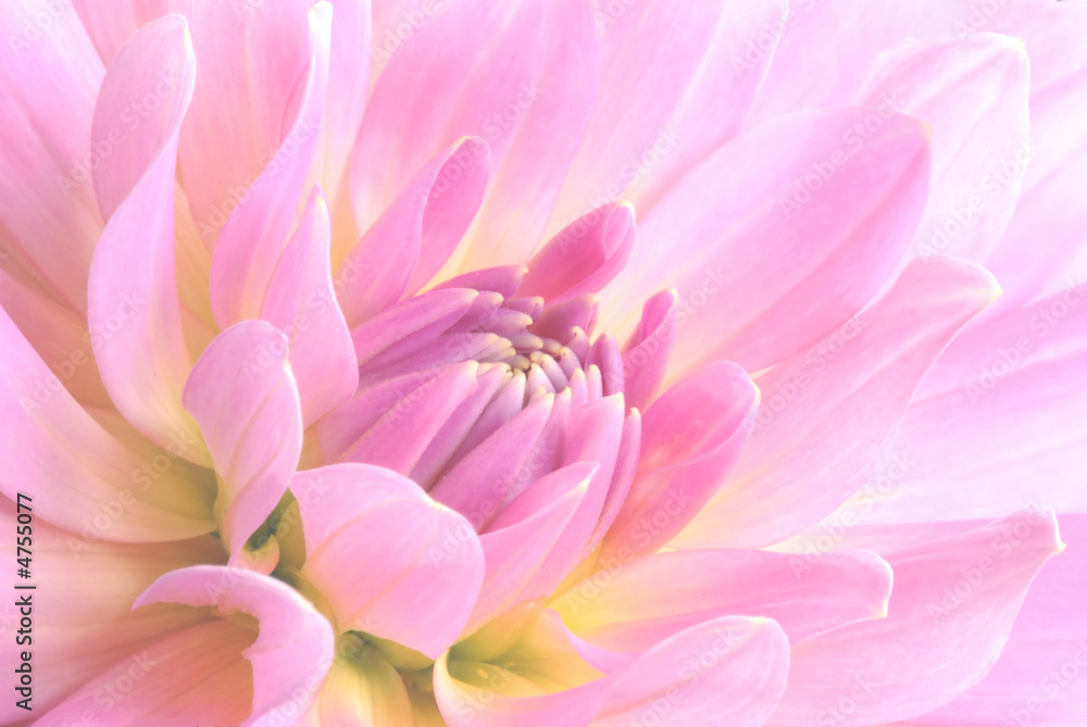 Naklejka premium pink flower