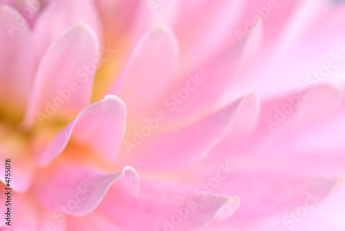 pink flower © saied shahinkiya