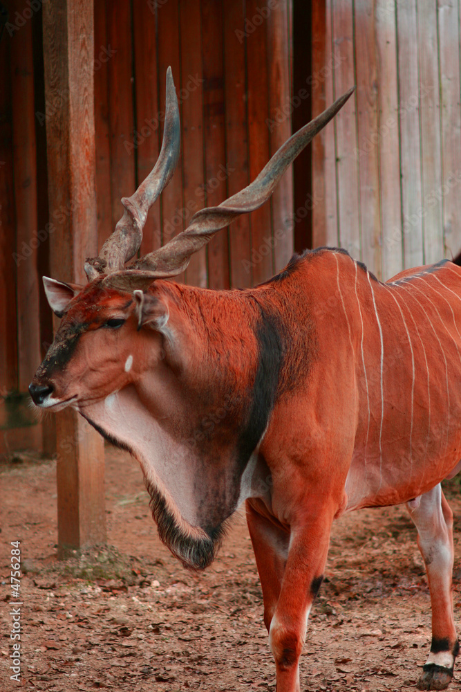 African Elk