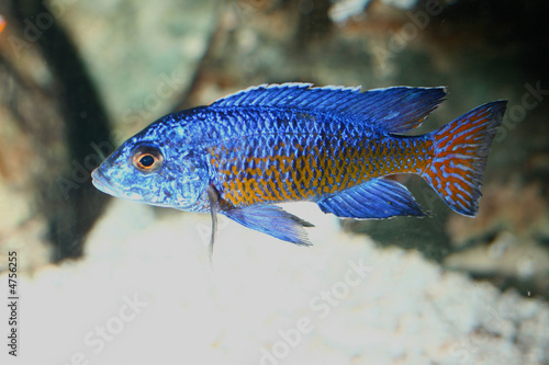 African RIft Cichlid